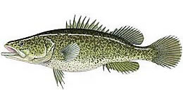 Drawing of a Murry Cod